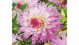 Dahlia Tubers - Nadia Ruth