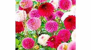 Dahlia Tubers - Pink/Purple Pompon Collection