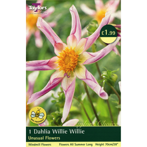 Dahlia Willie Willie Bulb