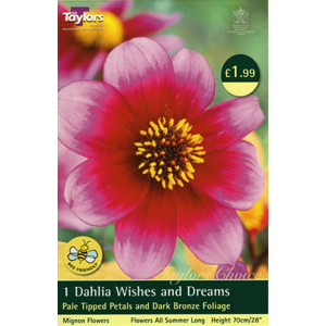 Dahlia Wishes and Dreams Bulb