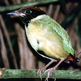 Daintree 2 Hour Interpretive Day Walk - Child