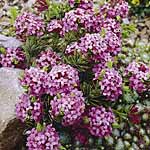 Daphne Cneorum Rosmarin Plant