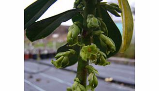 Daphne Plant - Laureola subsp. Philippi