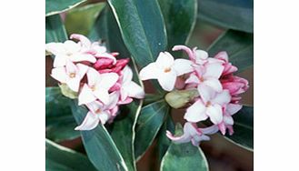 Daphne Plant - Odora Aureomarginata