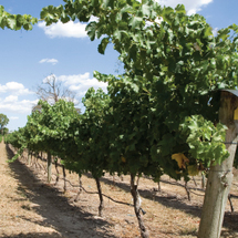 Deluxe Guided Winery Tour from Toronto - Adult