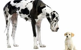 Deluxe Pet Pamper Pack - UK Wide