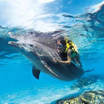 Cove CHOICE of Adventure Package (2010) - Dolphin Swim Ticket (High Season)