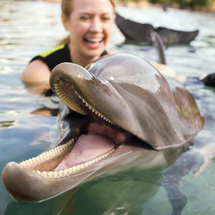 Discovery Cove CHOICE Package (2012) - Dolphin