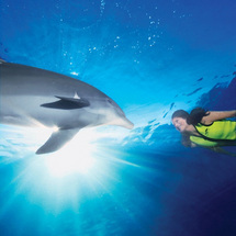 Cove ULTIMATE Adventure Package (2010) - Dolphin Swim Ticket (High Season)