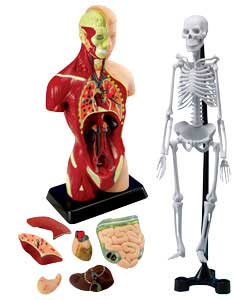 Human Torso and DIY Skeleton Combo