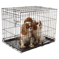 dog Cage 36