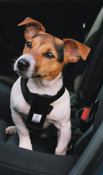 Dog Car Harness:L