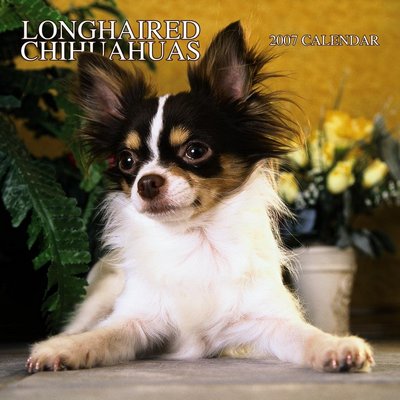 Dog Chihuahuas - Longhaired 2006 Calendar