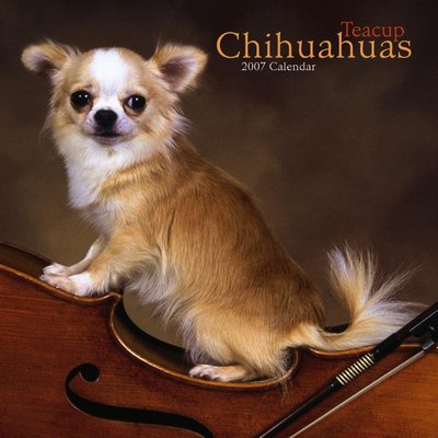 Dog Chihuahuas - Teacup 2006 Calendar