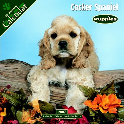 Dog Cocker Spaniel - Puppies 2006 Calendar