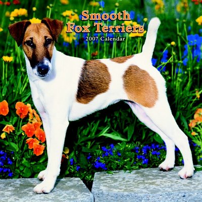 Dog Fox Terrier - Smooth 2006 Calendar