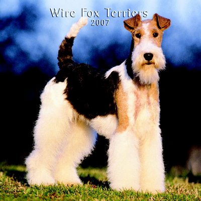 Dog Fox Terrier - Wire 2006 Calendar