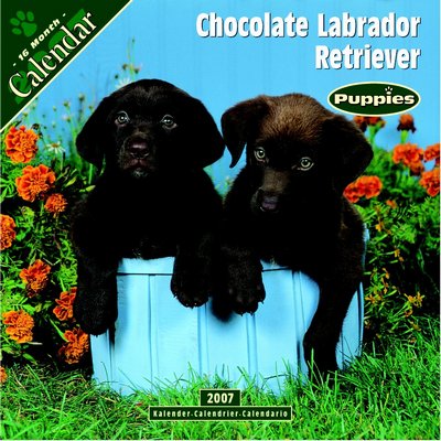 Dog Labrador Retriever - Chocolate Puppies 2006 Calendar