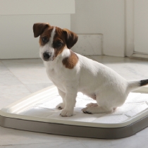 Dog Savic Puppy Trainer Pads 15 Large Refill Pads