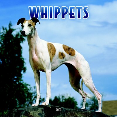 Dogs Whippet 2006 Calendar