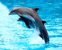 Dolphin (2 Days) Non-Swim Child Ticket