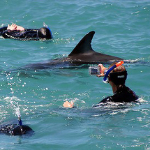 Encounter Kaikoura - Swim with Dolphins
