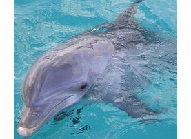 Dolphin Island - Child-Swim