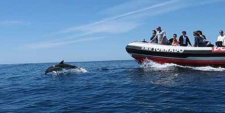 Dolphin Watching - Algarve