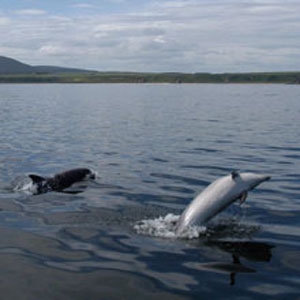 Dolphin Watching Experience for Two