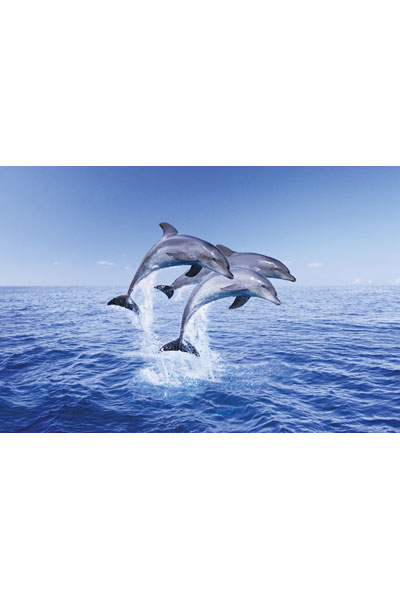 Dolphins Dolphin Trio Large Maxi Poster PP30267