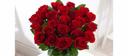Double Dozen Freedom Roses