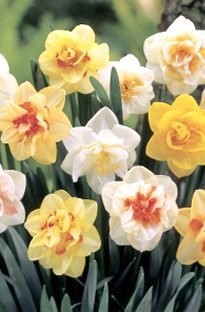 Double Mixed Daffodils x 25 bulbs