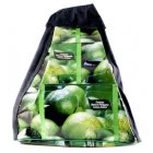 Recycled Drysdale Backpack - Lime