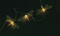 Dragonfly Lights