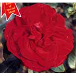 Dublin Bay Climbing Rose (pre-order now)