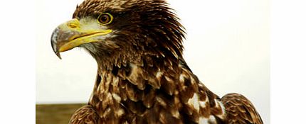 Eagle Day in North Yorkshire