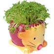 Early Learning Centre HEDGEHOG CRESS HEAD
