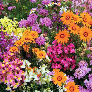 Easy Annuals Fairy Mixed Seeds