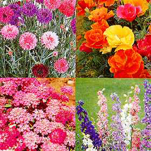 Easy Annuals Seeds