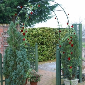 Arch Ideal for Climbing Plants (GA31349)