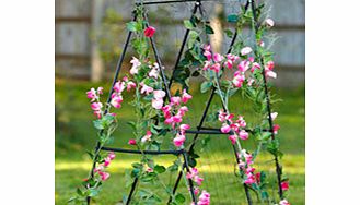 Easy Flower Grow Frame   FREE Sweet Pea Seeds