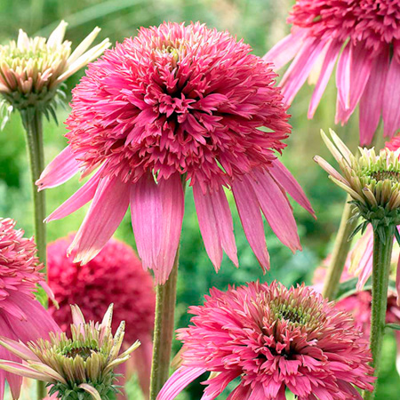 Echinacea Cotton Candy Plants Pack of 3 Potted