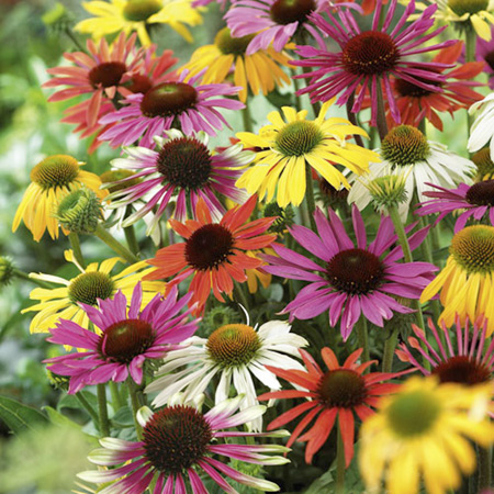 Echinacea Plant Collection Pack of 6 Pot Ready