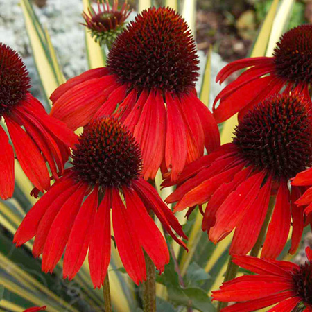 Echinacea Plant Collection Pack of 8 Pot Ready