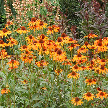 Echinacea Tiki Torch Plants Pack of 3 Pot Ready