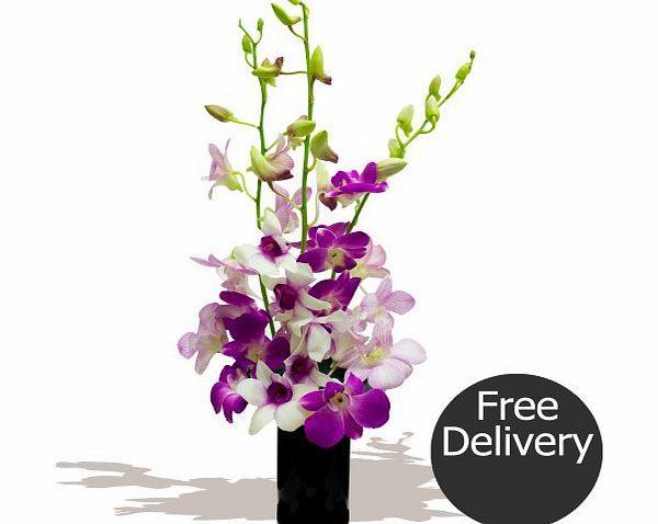 Eden4flowers.co.uk FREE DELIVERY Flowers amp; Bouquets - Bangkok Orchids by Post