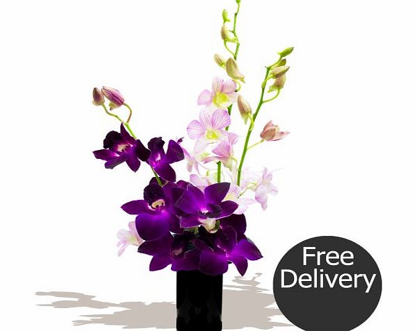 Eden4flowers.co.uk FREE DELIVERY Flowers amp; Bouquets - Penang Orchids by Post