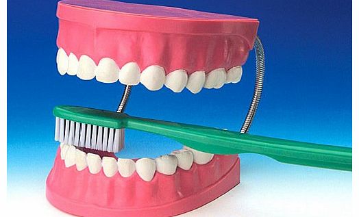 Giant Teeth & Toothbrush - dental care model
