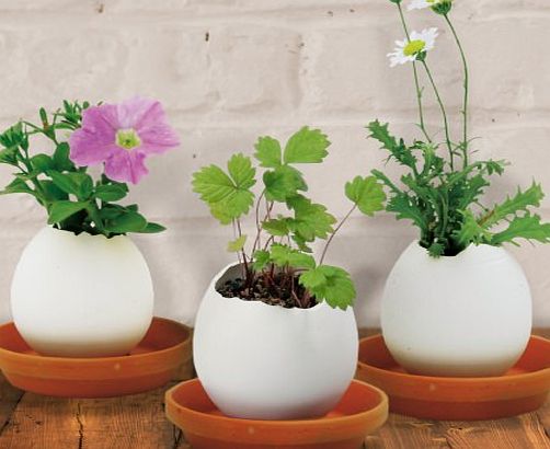 Eggling Flowers - Petunia, Strawberry or Daisy