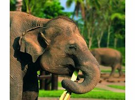Elephant Safari Park Tour - Child